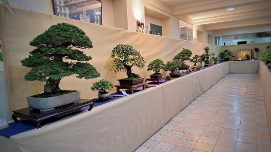 Nemzetközi Bonsai Kiállításra várják az érdeklődőket