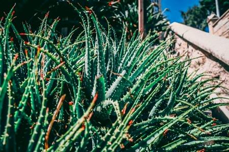 Növények Világa – A túlélés mesterei: Pozsgásoktól a kaktuszokig